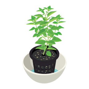 Bush basil seeds for your Planty Garden Planty Gardening