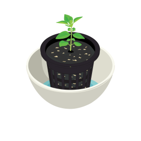 Bush basil seeds for your Planty Garden Planty Gardening